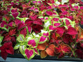 Coleus Rainbow Mix Seeds - 500+ Colorful Varieties for Vibrant Gardens - Plectranthus scutellarioides