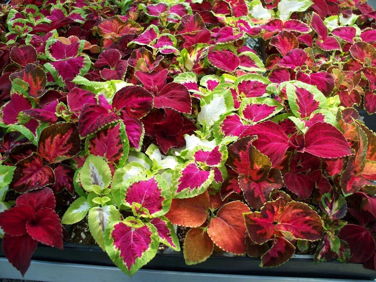 Coleus Rainbow Mix Seeds - 500+ Colorful Varieties for Vibrant Gardens - Plectranthus scutellarioides