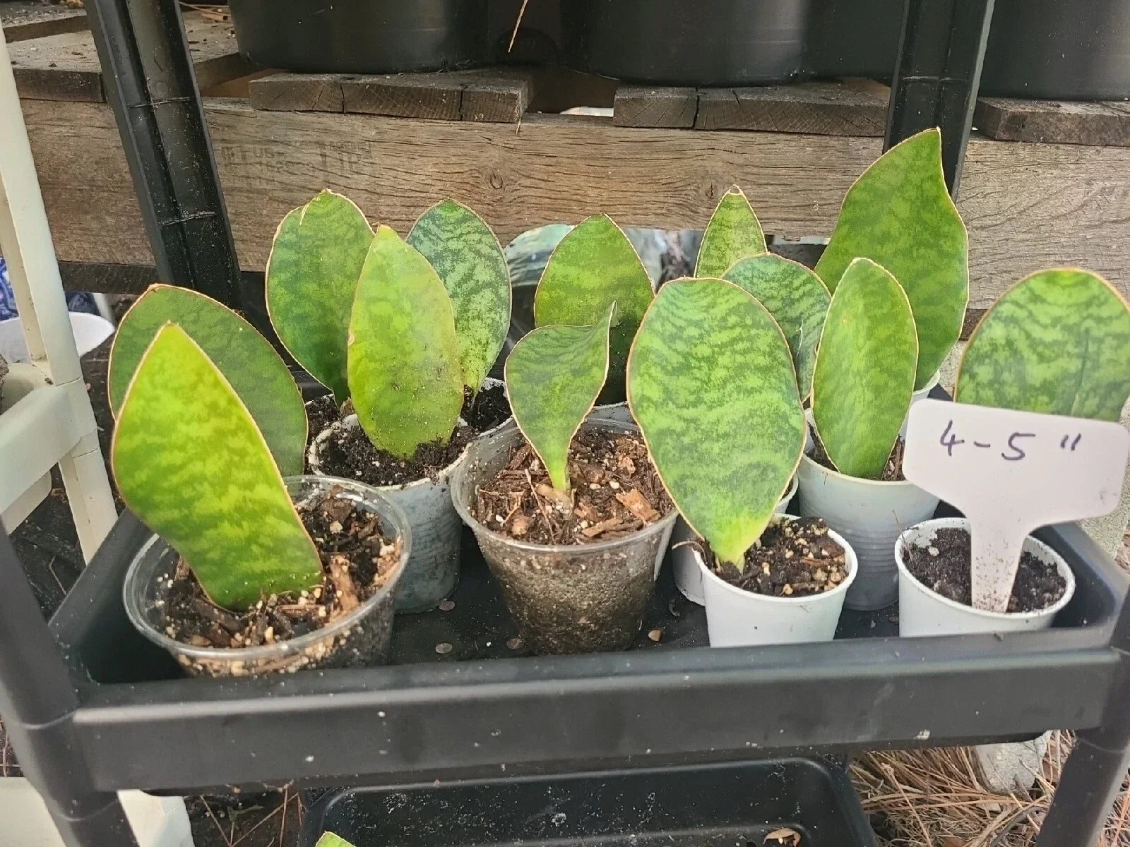 Baby Sansevieria Masoniana Whale Fin Snake Plant - 4-5 Inch Rooted Indoor Plant, Toxin-Free, Low Light, Easy Care