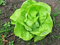 Organic Tom Thumb Lettuce Seeds – Romain Leaf Variety for Containers, Spring & Fall Gardens, Lactuca sativa