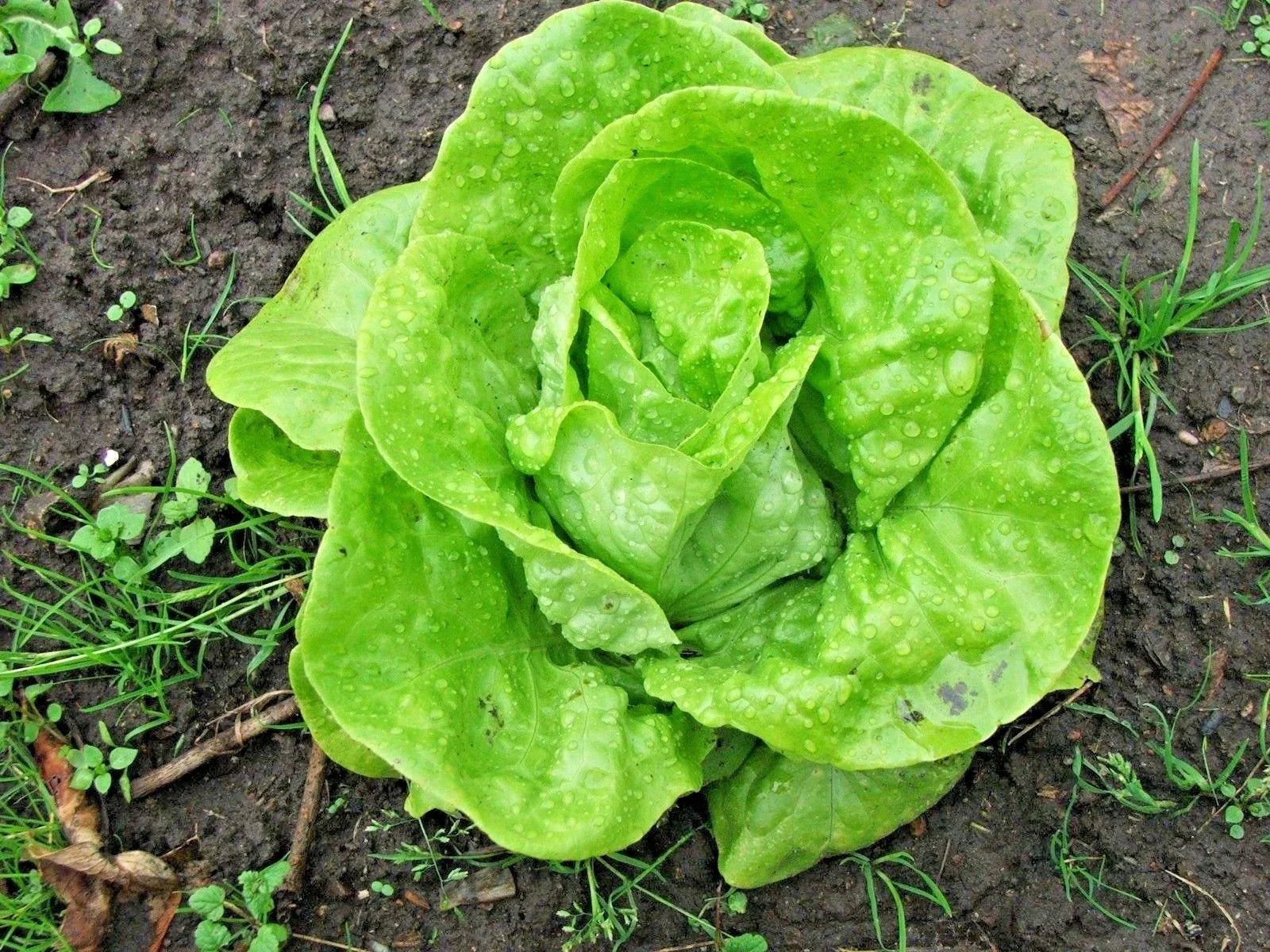 Organic Tom Thumb Lettuce Seeds – Romain Leaf Variety for Containers, Spring & Fall Gardens, Lactuca sativa