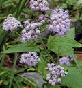 Blue Mistflower Bare Root Plants 6 Pack, Organic Native Conoclinium coelestinum for Pollinators, Perennial, Full Sun