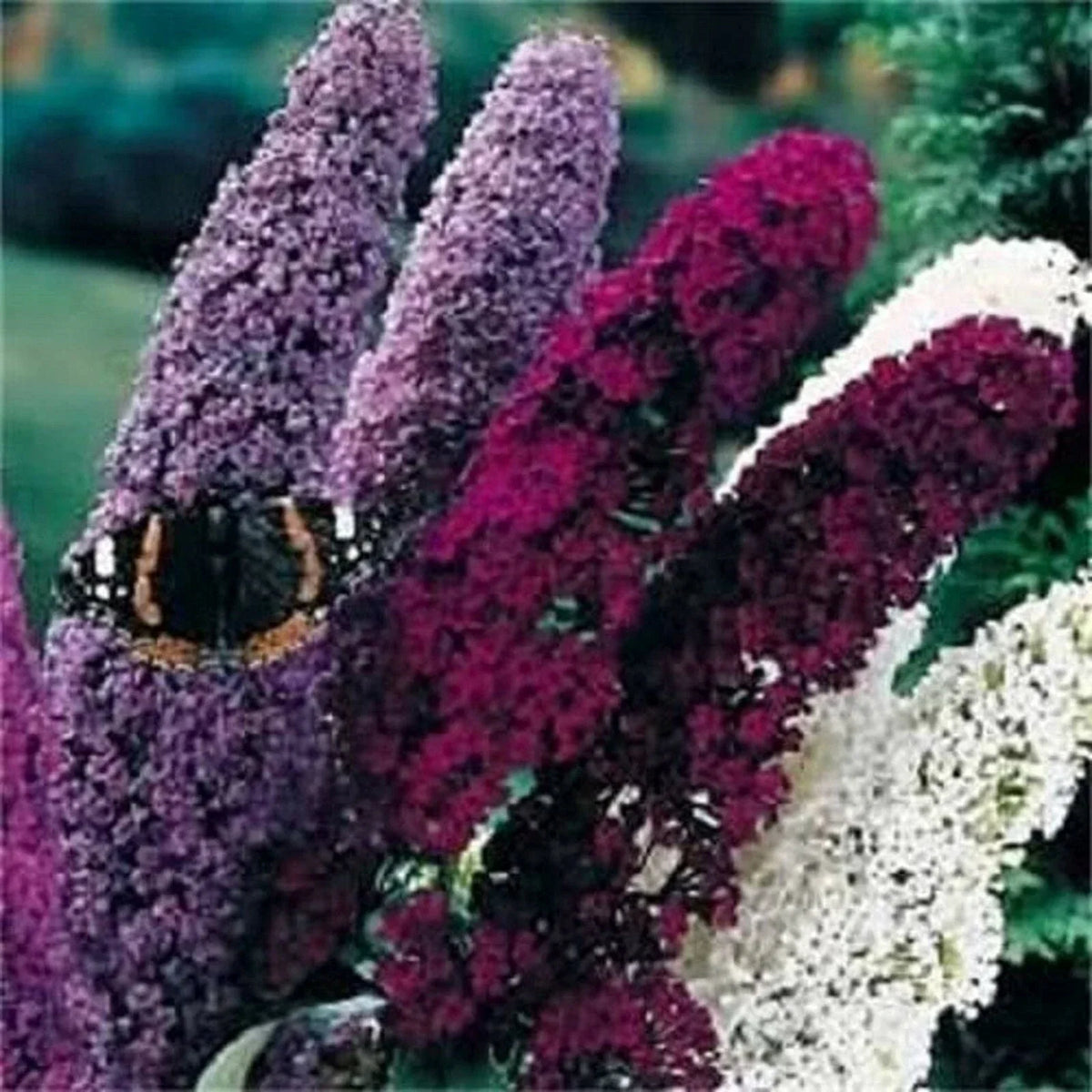 Butterfly Bush Seeds - Mixed Colors, Buddleia Davidii Perennial Flower Shrub for Pollinator Gardens