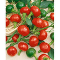 Large Red Cherry Hot Pepper Seeds - Non-GMO Heirloom Capsicum annuum, Spicy Red Peppers for Salsas & Cooking