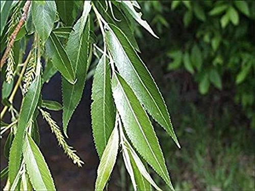 Black Willow Tree Cuttings - 2 Pack for Planting, Shade and Privacy, Salix nigra, Deciduous, Fast-Growing Outdoor Tree