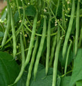 Contender Green Bean Seeds, Non-GMO Stringless Bush Vegetable Seeds, Phaseolus vulgaris, 100 Seeds