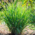 Lemon Grass Seeds 50+ Non-GMO Cymbopogon citratus Herb Garden Seeds for Culinary & Aromatic Use