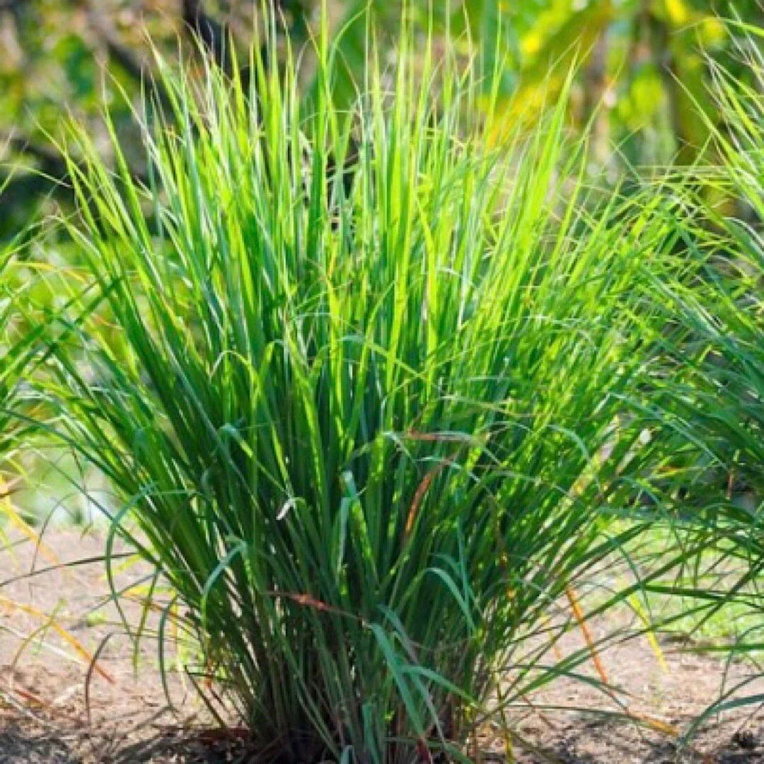 Lemon Grass Seeds 50+ Non-GMO Cymbopogon citratus Herb Garden Seeds for Culinary & Aromatic Use