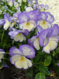 Celestial Blue Moon Pansy Seeds - Viola Tricolor Var. Hortensis - 200+ Pack for Garden Beds & Containers