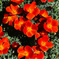 California Poppy Seeds - Red Chief Scarlet - Eschscholzia californica - Drought-tolerant annual for gardens, borders, wildflowers