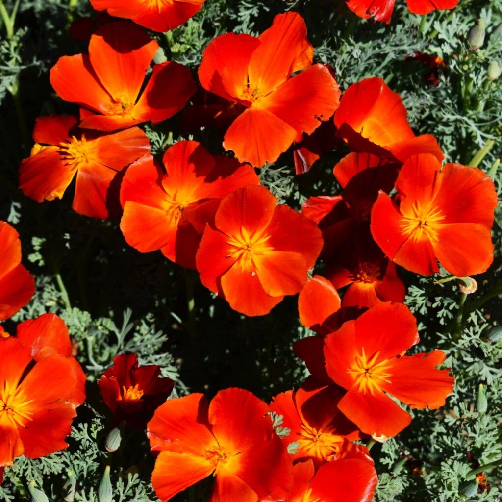 California Poppy Seeds - Red Chief Scarlet - Eschscholzia californica - Drought-tolerant annual for gardens, borders, wildflowers