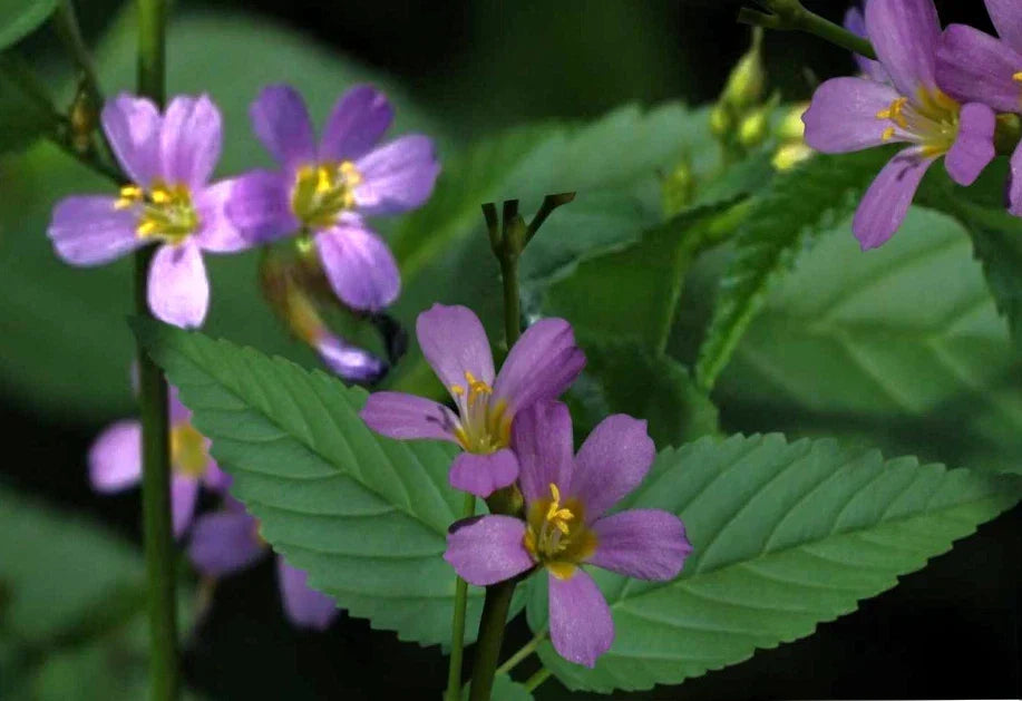 Pyramidflower Herb Seeds - Melochia pyramidata, Medicinal & Culinary Herb, Non-GMO, 50+ Seeds for Garden & Indoor Planting