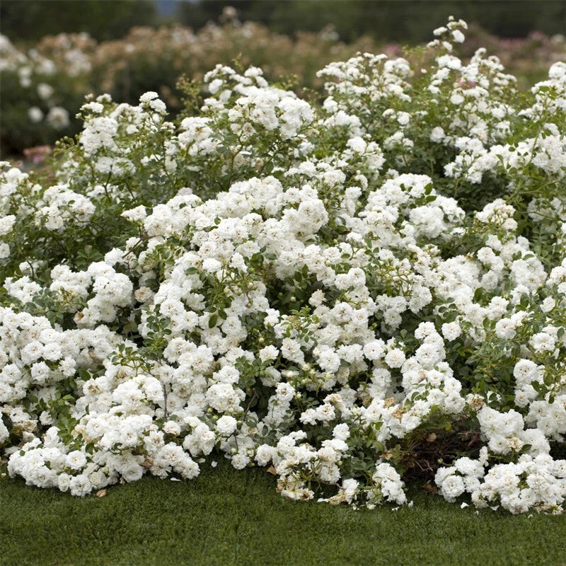 Rosa 'Icy Drift' Groundcover Rose Cuttings – Icy Pink Blooms, Compact, Disease-Resistant, Pollinator-Friendly, 6 Pack
