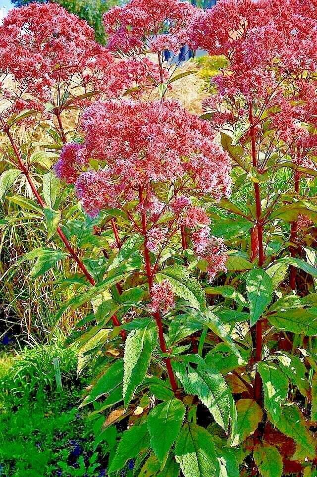 Joe Pye Weed Seeds 1000 Count, Eupatorium purpureum, Tall Wildflower, Bulk Perennial Seeds for Pollinator Gardens