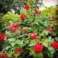 Viburnum opulus Cuttings - Eastern Snowball Chervona Kalyna Flowering Shrub for Garden Propagation