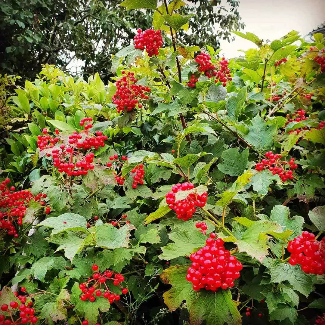 Viburnum opulus Cuttings - Eastern Snowball Chervona Kalyna Flowering Shrub for Garden Propagation