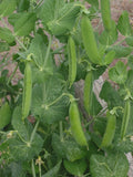 Lincoln Shell Garden Pea Seeds – Non-GMO, Sweet Homesteader Variety, Pisum sativum, Compact Growth, Full Sun, Easy to Grow