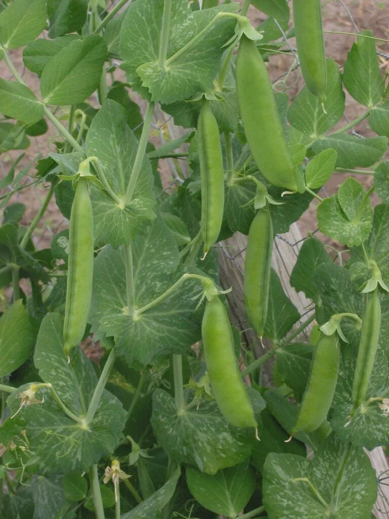 Lincoln Shell Garden Pea Seeds – Non-GMO, Sweet Homesteader Variety, Pisum sativum, Compact Growth, Full Sun, Easy to Grow