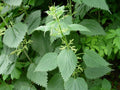 Stinging Nettle Seeds – Organic Urtica dioica Herb Plant for Medicinal Use – 100 Pack Non-GMO, Perennial, Easy to Grow