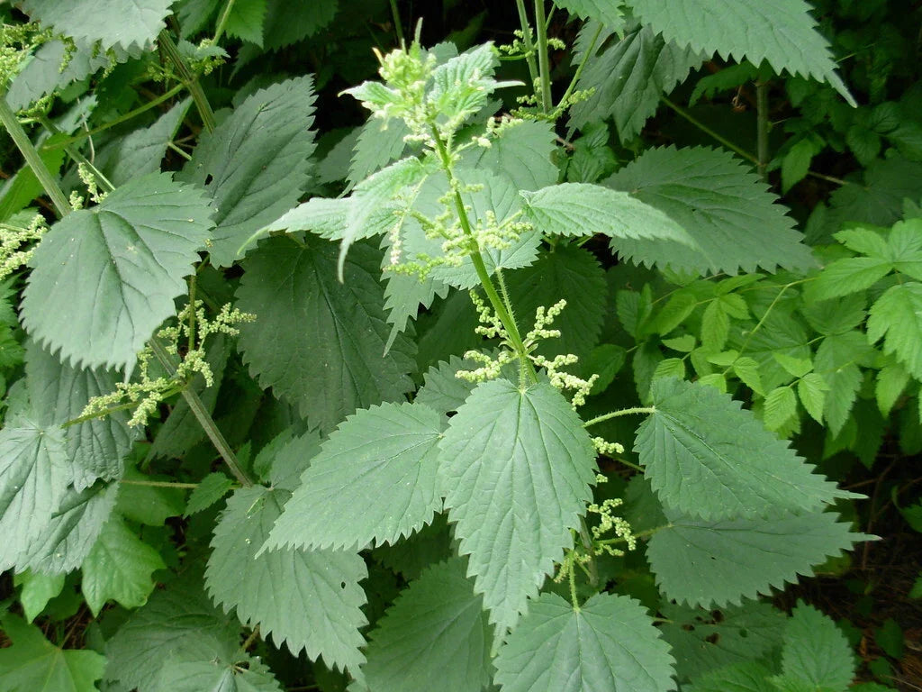 Stinging Nettle Seeds – Organic Urtica dioica Herb Plant for Medicinal Use – 100 Pack Non-GMO, Perennial, Easy to Grow