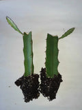 Dragon Fruit Cactus Rooted Cuttings 2pk, Hylocereus undatus, Tropical Edible Gardening, Climbing Perennial Cactus