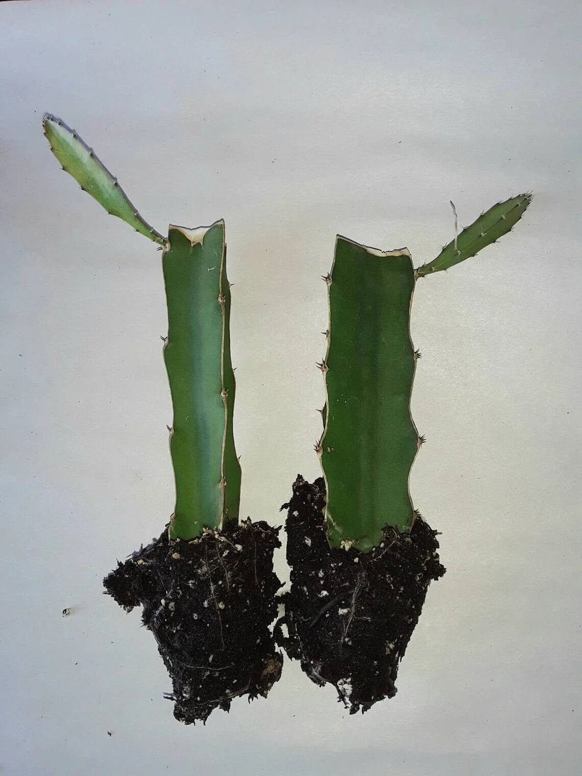 Dragon Fruit Cactus Rooted Cuttings 2pk, Hylocereus undatus, Tropical Edible Gardening, Climbing Perennial Cactus