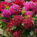 Pinocchio Mix Carnation Seeds - Dianthus caryophyllus - Garden Flower Seeds for Bright Colors & Fragrance
