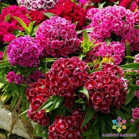 Pinocchio Mix Carnation Seeds - Dianthus caryophyllus - Garden Flower Seeds for Bright Colors & Fragrance