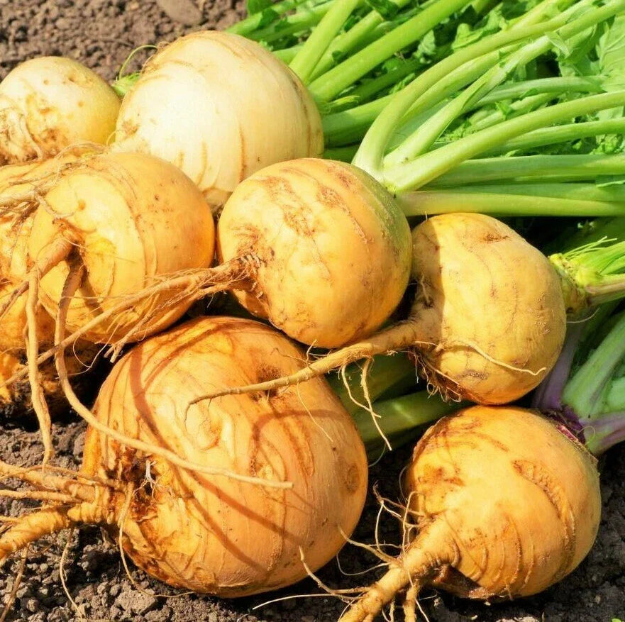 Golden Ball Turnip Seeds – Yellow White Globe Brassica rapa Vegetable Seeds for Home Garden 2025