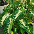 Maui Sunrise Colocasia esculenta Small Rooted Starter Plant Tropical Foliage for Garden & Indoor