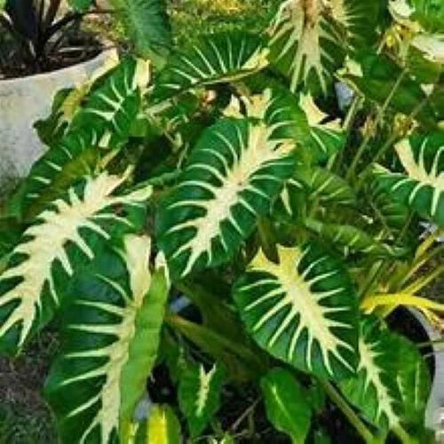 Maui Sunrise Colocasia esculenta Small Rooted Starter Plant Tropical Foliage for Garden & Indoor