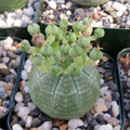 Euphorbia obesa Succulent - Live Indoor Plant in 4-Inch Pot - Round Shape, Easy Care Cactus