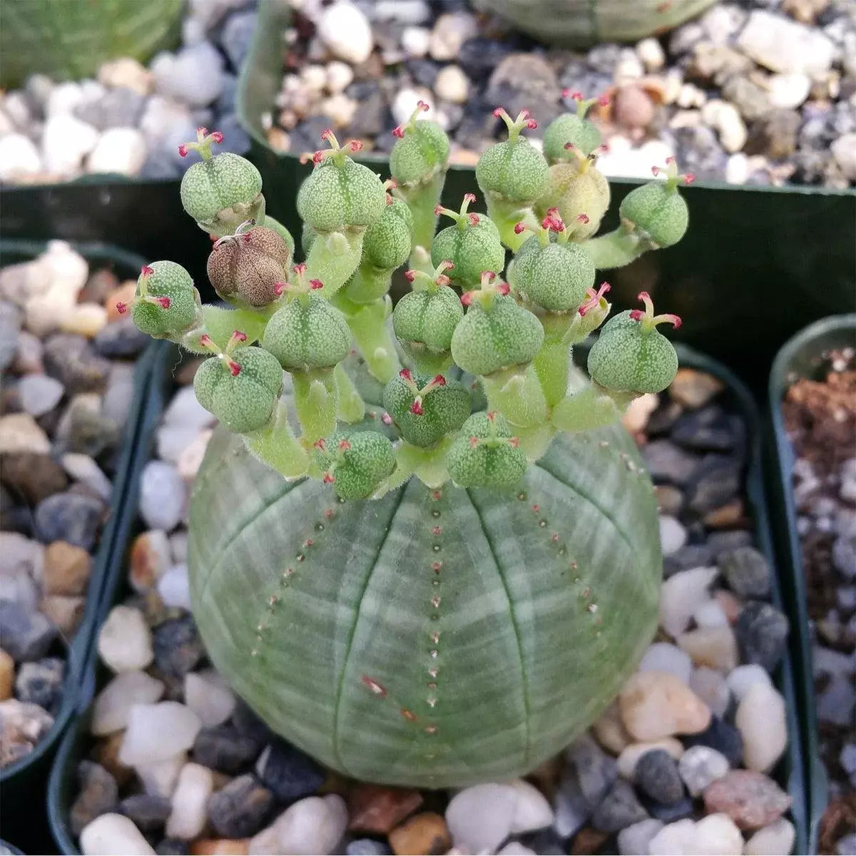 Euphorbia obesa Succulent - Live Indoor Plant in 4-Inch Pot - Round Shape, Easy Care Cactus