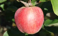 Yarlington Mill Apple Seeds – 25+ Heirloom Malus domestica for Garden Planting, Fruit Production, Home Orchard
