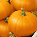Spookie Pumpkin Seeds Heirloom Cucurbita pepo Non-GMO Garden Seeds for Fall Harvest