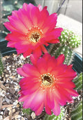 Lucille Peanut Cactus Plant - Rare European Hybrid Chamaecereus Rooted 4-Inch Pot