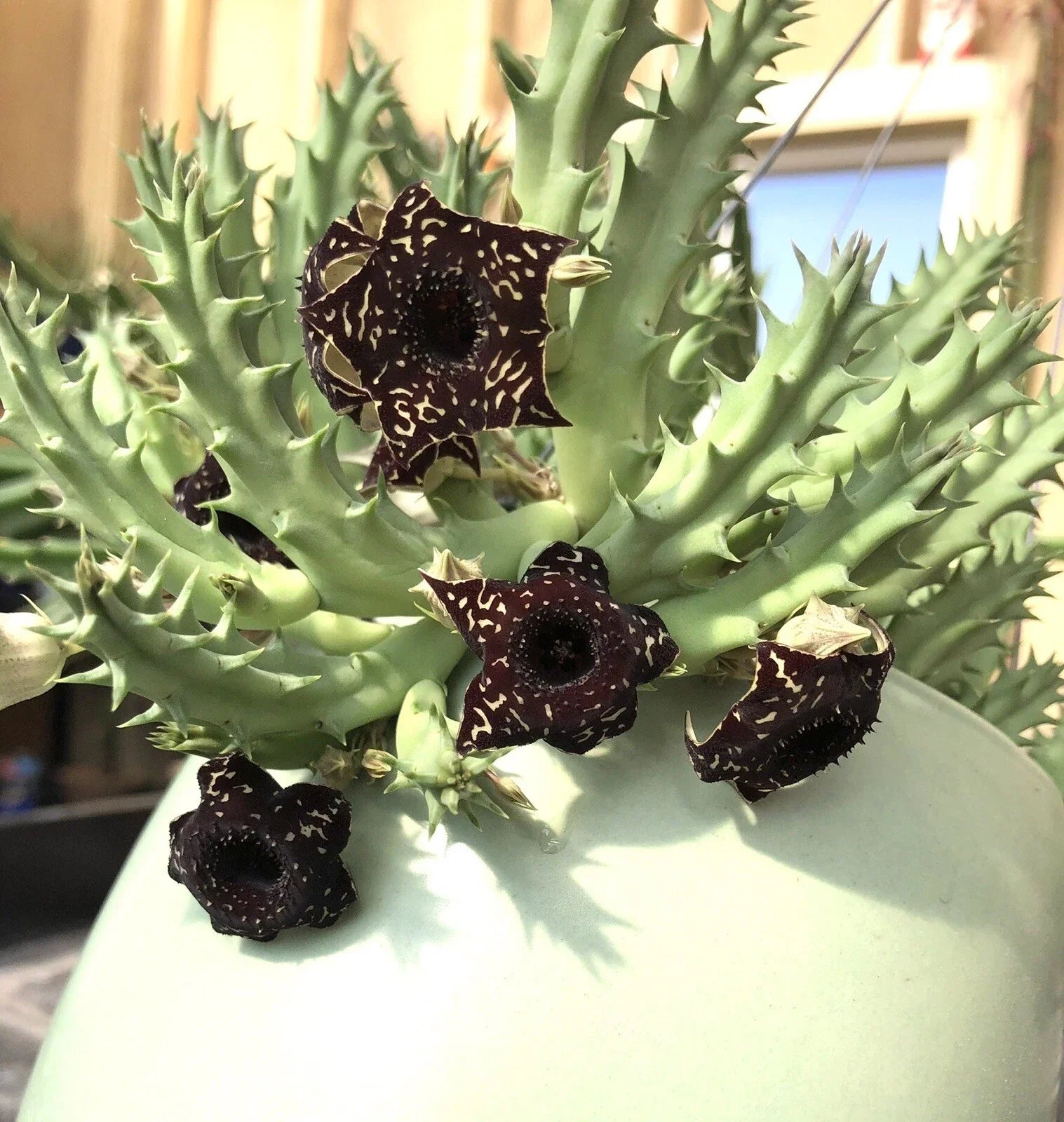 3 Huernia Stapelia Orbea Succulents Offsets – Drought-Tolerant Cactus Collection, Indoor & Outdoor Plant