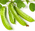 Winged Bean Seeds - 10 Pack, Exotic Asian Climbing Vine, Edible Pods & Leaves, Psophocarpus tetragonolobus
