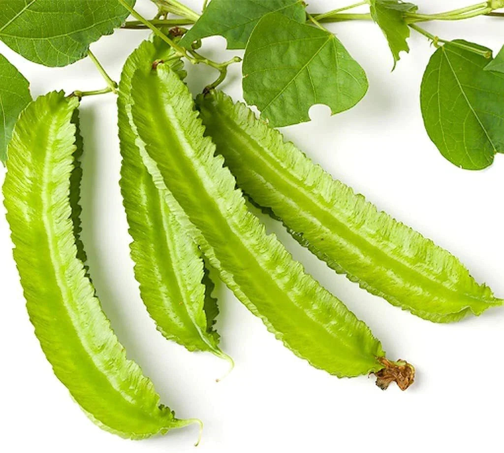Winged Bean Seeds - 10 Pack, Exotic Asian Climbing Vine, Edible Pods & Leaves, Psophocarpus tetragonolobus