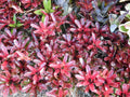 Small Neoregelia FIREBALL Bromeliad Tropical Plant – Bright Red Variegated Foliage, Indoor/Outdoor Houseplant