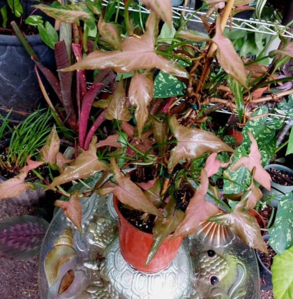 Pink Dwarf Syngonium Plant - Rare Houseplant in 4-inch Pot - Syngonium podophyllum with Pink Variegation