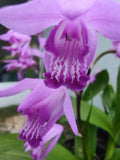 Bletilla striata Purple Ground Orchid Plant - Hardy Perennial with Purple Blooms