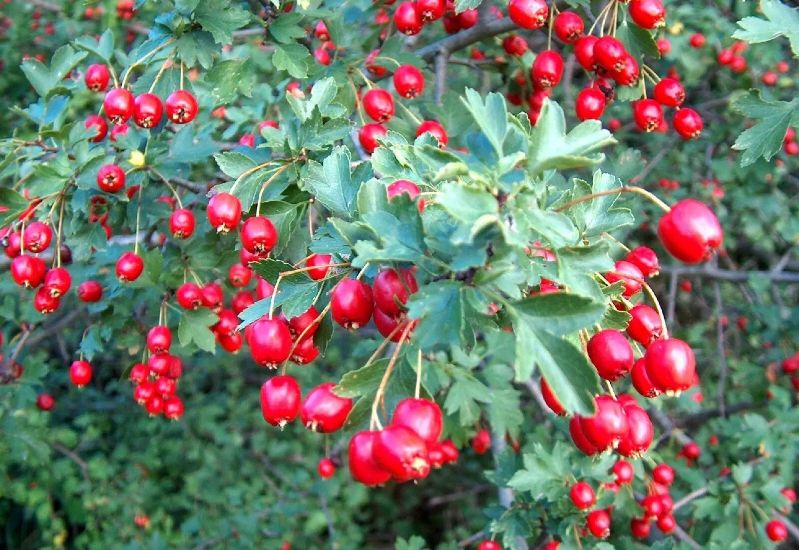 Wild Hawthorn Seeds - Organic Crataegus monogyna - Deciduous Shrub with White Flowers, Edible Berries, Free Shipping