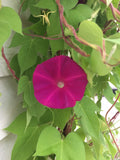 Dark Pink Morning Glory Seeds - Ipomoea purpurea, 20 Pack, Vining Flower Seeds for Garden, Fences & Trellises