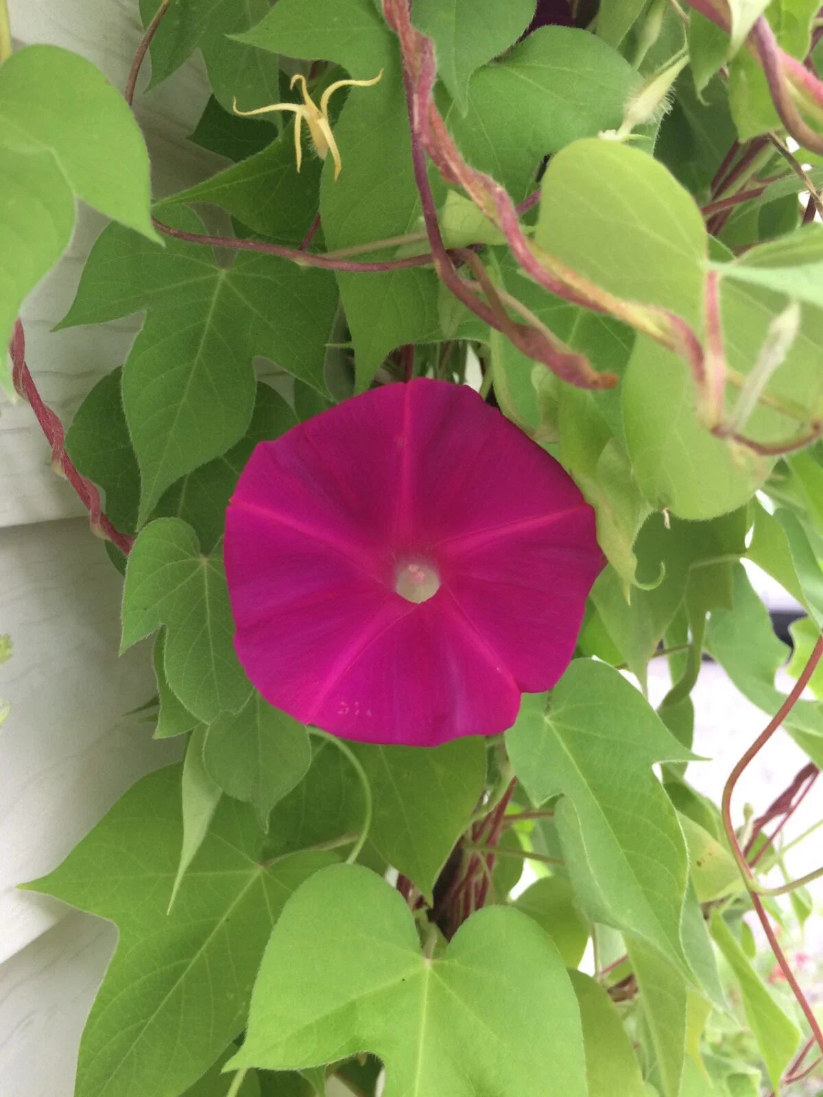 Dark Pink Morning Glory Seeds - Ipomoea purpurea, 20 Pack, Vining Flower Seeds for Garden, Fences & Trellises