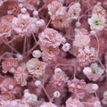 Pink Baby's Breath Seeds | Non-GMO Gypsophila elegans Flower Seeds | Bulk Pack for Gardens & Floral Arrangements