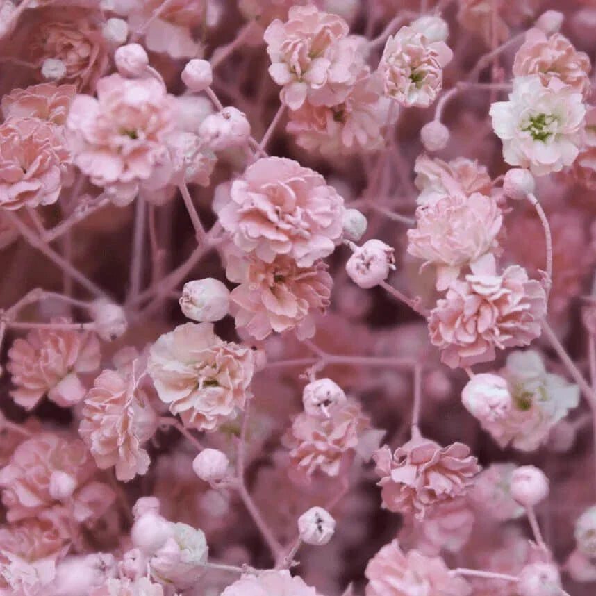 Pink Baby's Breath Seeds | Non-GMO Gypsophila elegans Flower Seeds | Bulk Pack for Gardens & Floral Arrangements
