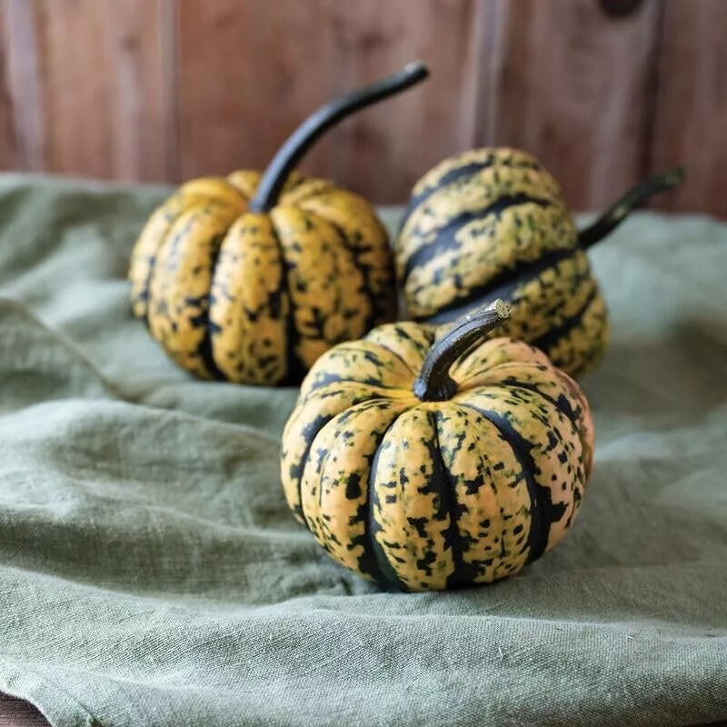 Honey Bun Acorn Squash Seeds, Heirloom Cucurbita pepo, 10 Pack, Compact Growth, Nutty Flavor, Full Sun, Easy to Grow