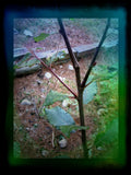 Pussy Willow Cuttings 5-7 in Salix discolor No Roots for Propagation Garden Supplies, Natural Landscaping