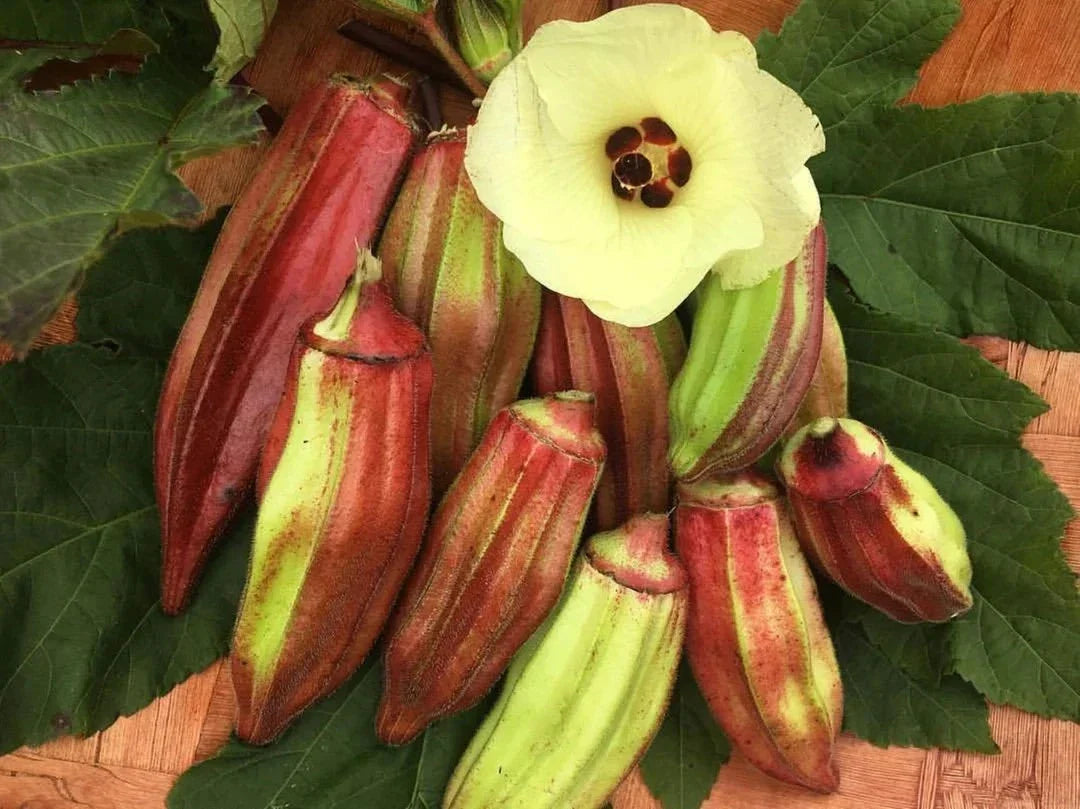 Texas Hill Country Red Okra Seeds - Heirloom Non-GMO Abelmoschus esculentus, Bushy Annual Vegetable, Full Sun, 50 Seeds Pack